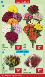 ALDI folder week 41 Pagina 38: Chrysanten €1,99, Calluna €1,99