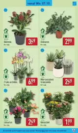 ALDI folder week 41 Pagina 39: Lidcactus €2,49, Zinkvaren €2,99