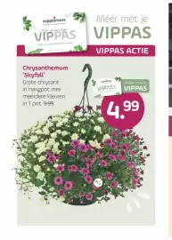 Coppelmans folder Pagina 2: Coppelmanns Chrysanthemum 'Skyfall' €4,99
