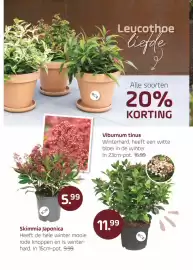 Coppelmans folder Pagina 4: Skimmia Japonica €5,99, Viburnum tinus €11,99