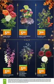 Stokrotka gazetka Strona 13: Kwiat czosnek €5,99, Gałązki liści €7,99