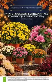 Stokrotka gazetka Strona 16