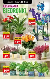 Biedronka gazetka tydzień 40 Strona 76: Wrzosiec €9,99, Wrzos pączkowy €5,99
