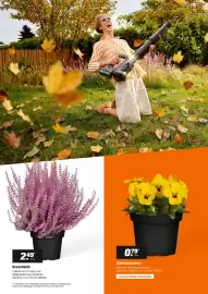 OBI Flugblatt Seite 2: Besenheide €2,49, Stiefmütterchen €0,79