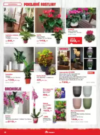 Uni Hobby leták Strana 30: Kopřiva africká €45,00, Orchidej Phalaenopsis €219,00