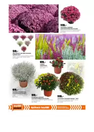 OBI leták Strana 3: Vřes obecný (calluna vulgaris) "garden girls" €59,00, Listopadka (Chrysanthemum) "Trio" €119,00