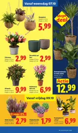 Lidl folder week 41 Pagina 13: Oriëntaalse lelie mix €6,99, Kamerplant in schaal €6,99