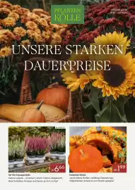 Pflanzen Kölle Prospekt Seite 1: PFLANZEN KÖLLE Angebote gültig: 01.10.-31.10.2026 UNSERE STARKEN DAUERPREISE KI BEARBEITET