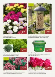 Pflanzen Kölle Prospekt Seite 2: Chrysantheme Chrysanthemum indicum verschiedene Farben, 9 cm Topf Hebe- frisch aus unserer