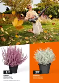 OBI Prospekt Seite 2: Besenheide €2,49, Silberkörbchen (Calocephalus brownii) €2,49