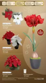 METRO Prospekt Seite 71: Tarrington House Künstliche Poinsettia, Tarrington House Künstliche Poinsettia