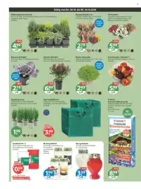 V Markt Prospekt woche 41 Seite 20: Knospenheide Trio Calluna „Garden Girls“ €2,79, Schnittrosen "Rainbow" €5,99