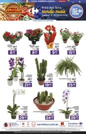 Folheto Carrefour Página 2: Orquídea Denphalaen €21,99, Cactus Euphorbia Mandacaru €34,99