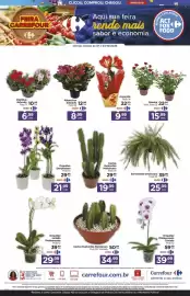 Folheto Carrefour Página 2: Orquídea Denphalaen €21,99, Cactus Euphorbia Mandacaru €34,99
