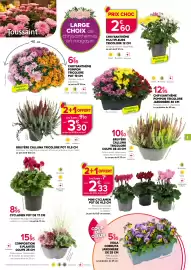 Catalogue Kiriel page 3: Fleuron d'Anjou Chrysanthème Multifleurs Tricolore €2,60