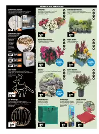 V Baumarkt Prospekt | V-Baumarkt Seite 2: Balkonkastenkoniferen €4,99, Brassica Zierkohl €2,79