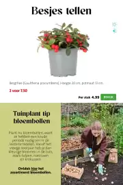 Intratuin folder week 41 Pagina 3: Besjes tellen Bergthee (Gaultheria procumbens). Hoogte 20 cm, potmaat 13 cm. 2 voor 7.50