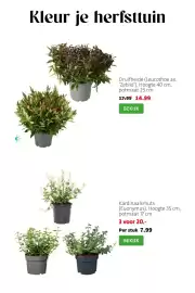 Intratuin folder week 41 Pagina 4: Druifheide €14,99, Kardinaalsmuts €20,00