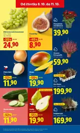 Lidl leták Strana 11: Vřesovec - Erica gracilis €59,90, ČERSTVÉ FÍKY €8,90