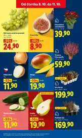 Lidl leták Strana 13: Vřesovec - Erica gracilis €59,90, ČERSTVÉ FÍKY €8,90