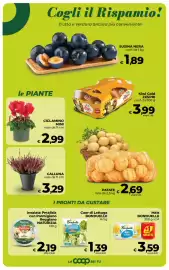 Volantino Coop Radenza Pagina 15: Cuor di Lattuga Bonduelle €1,39, Patate €2,69