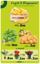 Volantino Ipercoop Radenza Pagina 25: Lattuga Trocadero €0,89, Patate €2,69