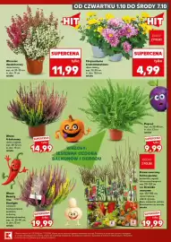 Kaufland gazetka Strona 7: Wrzos Beauty Trio Starlight odmiana licencjonowana premium w donicy biodegradowalnej €19,99