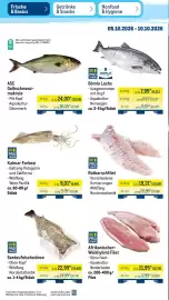 METRO Prospekt | Non-Food Seite 33: PRO TRACE Rotbarschfilet €19,31, Kalmar Forbesi €9,01