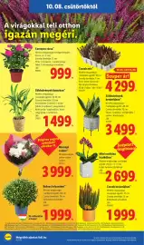 Lidl akciós újság hét 41 Oldal 16: Zöldnövények kosárban €1.499,00, Cesarab kerámiában €1.999,00