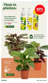 Welkoop folder Pagina 26: ECOstyle kamerplanten-verzorging €5,56, Calathea €8,99