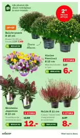 Welkoop folder Pagina 38: Bolchrysant €7,49, Skimmia Japonica €12,00