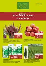 Pflanzen Kölle Prospekt woche 41 Seite 1