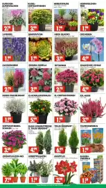 Wreesmann Prospekt woche 41 Seite 3: HEIDE QUADRO €3,59, XL-KORALLENSTRAUCH €5,99