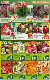 Norma Prospekt woche 42 Seite 12: LED-Solar-Grab-beleuchtung "Cleo" I-GLOW by flower power €7,99