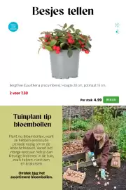 Intratuin folder week 41 Pagina 3: Bergthee Gaultheria procumbens €7,50