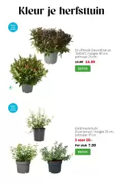 Intratuin folder week 41 Pagina 4: Druifheide (Leucothoe ax. 'Zeblid') €14,99, Kardinaalsmuts Euonymus €20,00