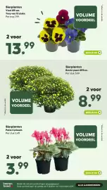 Pets Place folder Pagina 15: Bolchrysant €8,99, Sierplanten Viool Ø9 cm €13,99