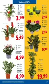 Volantino Lidl settimana 41 Pagina 33: Mini piante fiorite €3,99, Ficus mix €6,99