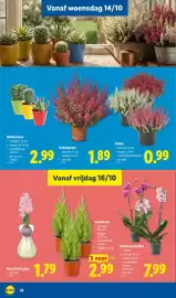 Lidl folder week 42 Pagina 32: Heide €0,99, Vlinderorchidee €7,99