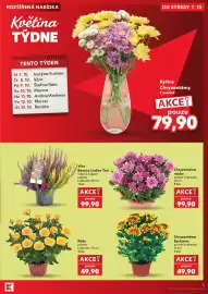 Kaufland leták týden 41 Strana 5: Chryzantéma Exclusive €49,90, Růže €49,90