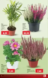 Catalog Kaufland săptămâna 41 Pagină 16: Mini crizantemă €7,29, Mini chamaedorea €8,29