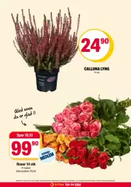 Coop Extra kundeavis uke 41 Side 23: Calluna Lyng €24,90, Roser 14 stk €99,90