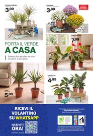 Volantino In'S Mercato Pagina 24: Crisantemi €3,99, Calathea mix €4,99