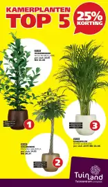 Tuinland folder Pagina 2: Goudpalm dypsis lutescens €22,46, Ficus mi moclame €22,46