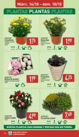 Folleto ALDI semana 42 Página 18: Gardenline Kalanchoe €1,99, Gardenline Peperomia €4,25