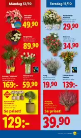 Lidl reklamblad vecka 42 Sida 22: Klockljung Erica gracilis €39,90, Krysantemum Multiflora €29,90