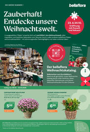 Bellaflora Flugblatt Seite 8: Skimmie 'Double Diamond' €6,99, Chrysantheme 'Multiflora' €5,99