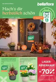 Bellaflora Flugblatt Seite 1: Knospenheide 'Blooming Mates' €12,99, Stiefmütterchen & Hornveilchen €0,59