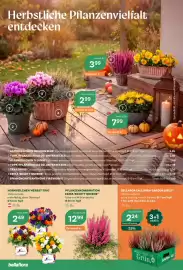 Bellaflora Flugblatt Seite 2: Hornveilchen 'Herbst-Trio' Viola cornuta €2,49, Bellabox Callunen 'Garden Girls' €2,24