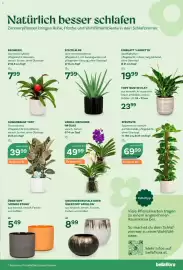 Bellaflora Flugblatt Seite 5: Vanda-Orchidee im Glas €49,99, Gummibaum 'Tuff' €39,99